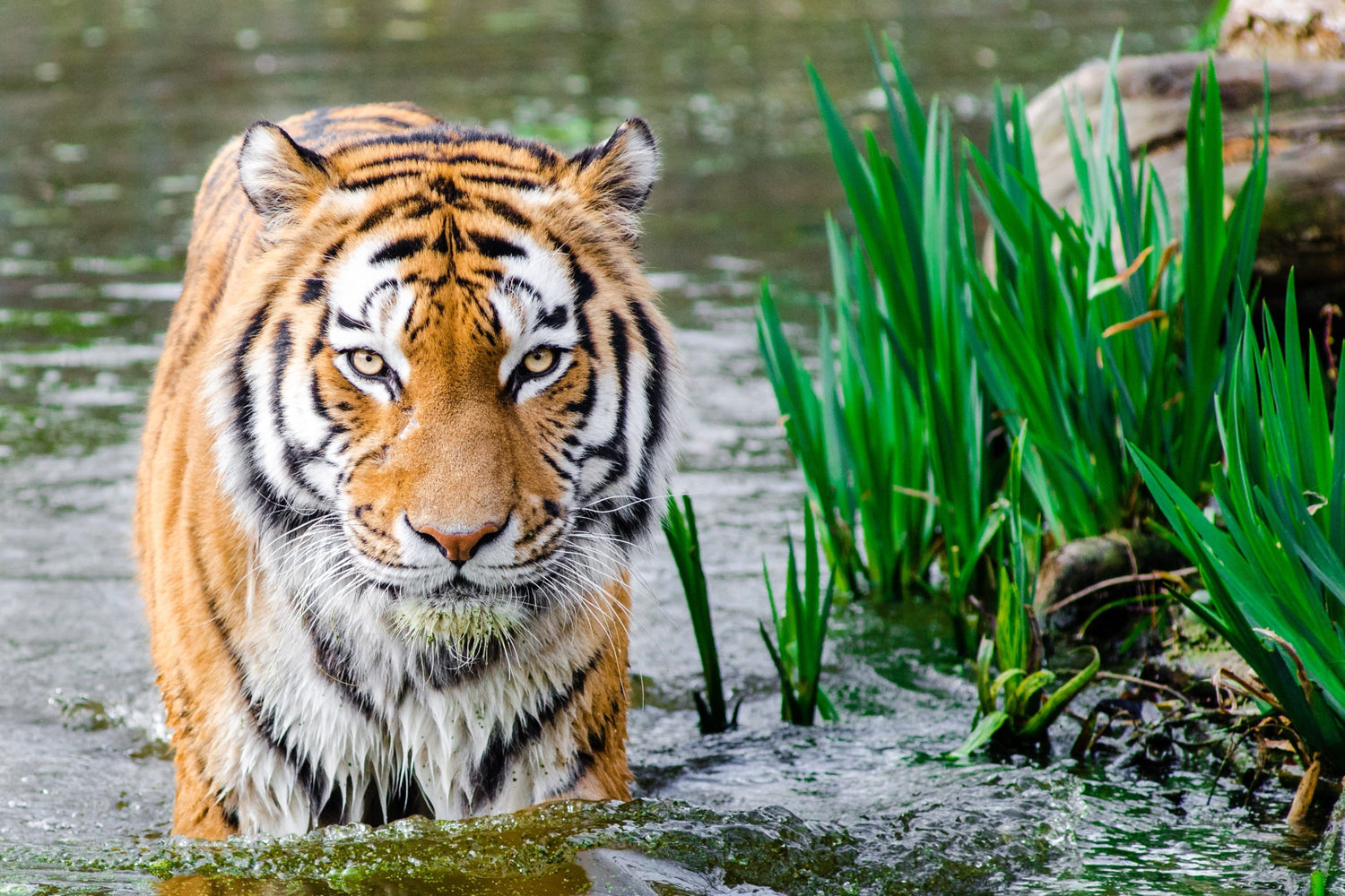 Wildlife Collection