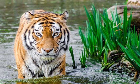 Majestätischer Tiger schreitet durch klares Wasser, umgeben von grünen Pflanzen. Die intensiven Augen und das kräftige Fell des Tigers spiegeln die ungezähmte Schönheit der Wildnis wider. Perfekt eingefangen auf einem hochwertigen Leinwandbild oder Poster.