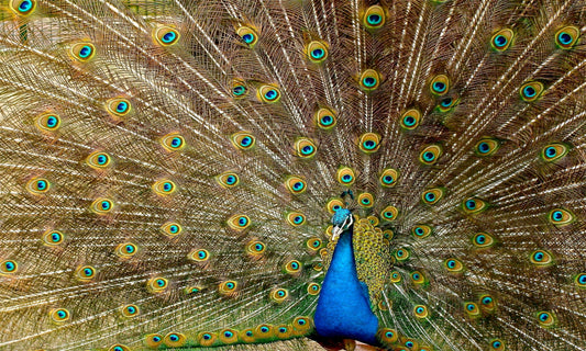 Ein prachtvoller Pfau entfaltet sein farbenprächtiges Federkleid in leuchtendem Blau und Grün. Erhältlich als Leinwandbild oder Poster für stilvolle Wanddekoration.