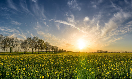 Ein weitläufiges Rapsfeld im Licht des Sonnenaufgangs, am Horizont erstrecken sich sanfte Bäume unter einem wolkigen Himmel. Perfekt als Leinwandbild oder Poster, um die Weite und Ruhe der Natur in Ihr Zuhause zu bringen.