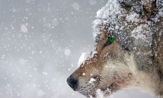 Majestätischer Wolf im Schneefall mit intensiv grünem Auge. Ein Symbol für Stärke und Gelassenheit, perfekt als Leinwandbild oder Poster für Wohnzimmer oder Büro.